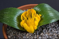 Daubenya aurea 'yellow form'